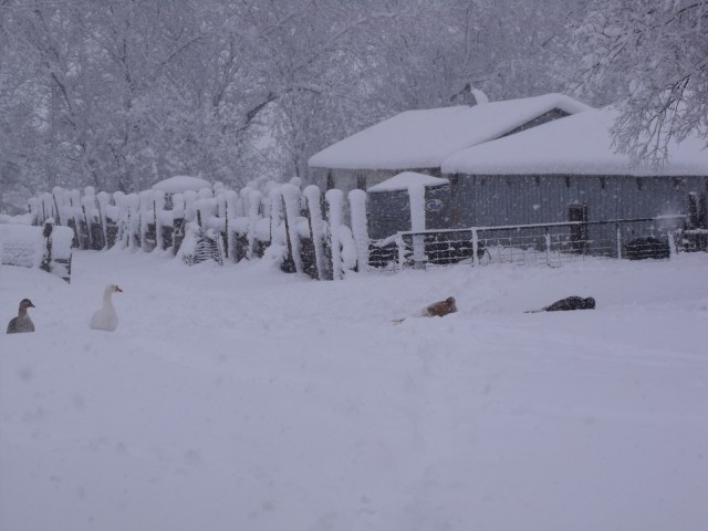 Geese and turkey's  earlier in the day.