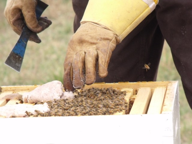 giving grease patties to one of the hives