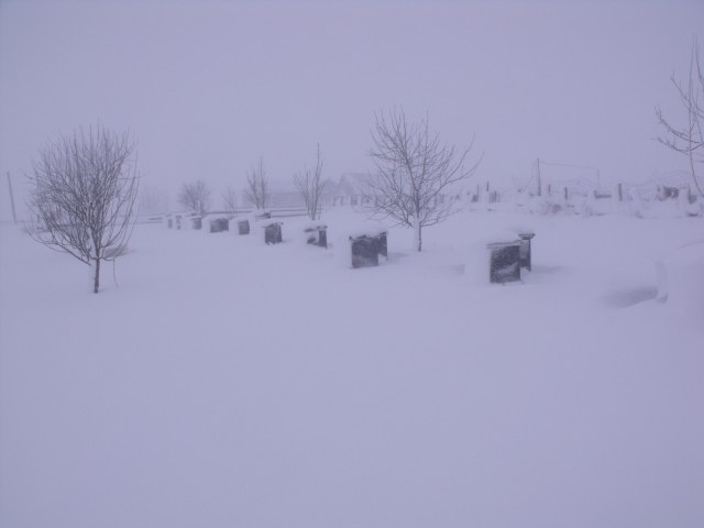On going blizzard blankets the bees today.