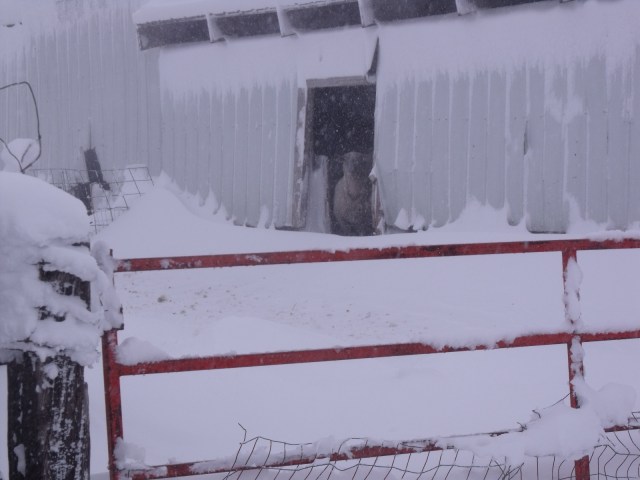 All of the sheep were hiding in the barn.