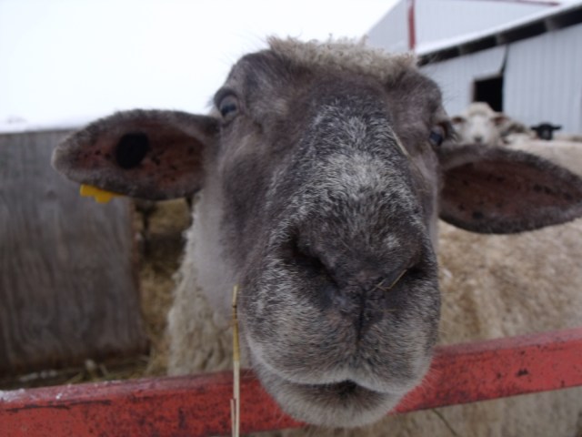 MERRY CHRISTMAS EVERYONE!