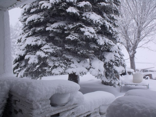 The front yard this morning before the winds started.