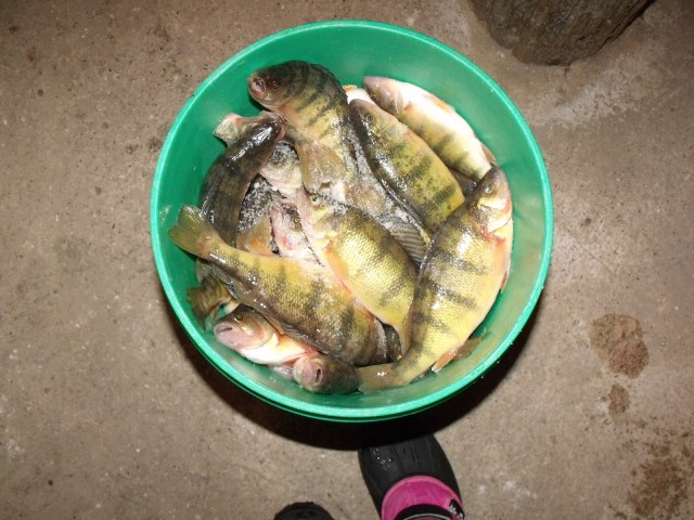 One of the pails of fish ready to be cleaned.