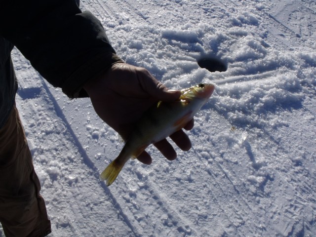 A freshly caught Perch near the hole in which it was caught.