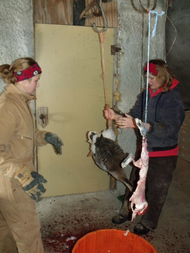 Maggie and Silvana helped to process the geese and rabbits.