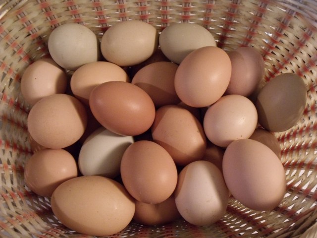 Farm fresh eggs even in the Minnesota winter.