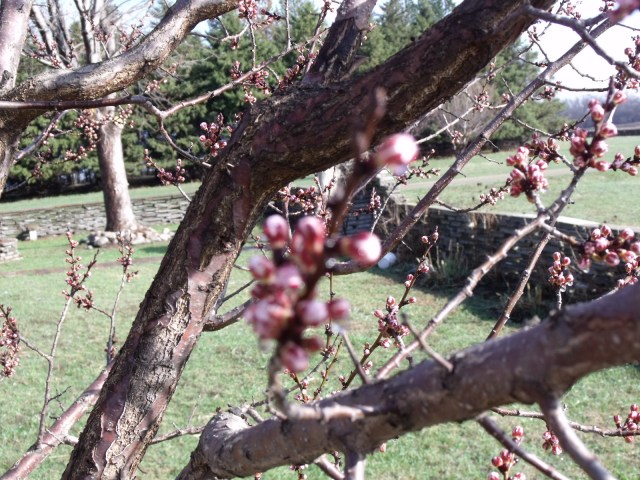 Apricot blossoms last year, March 23, 2013