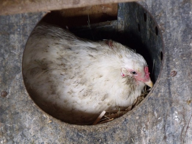 Cozy hen in her nest.