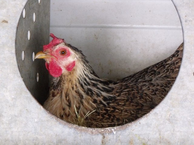 Another of our good layers.