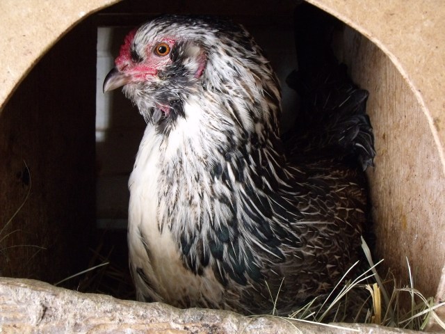 Okay, I got carried away with the camera but look at those eyes:)