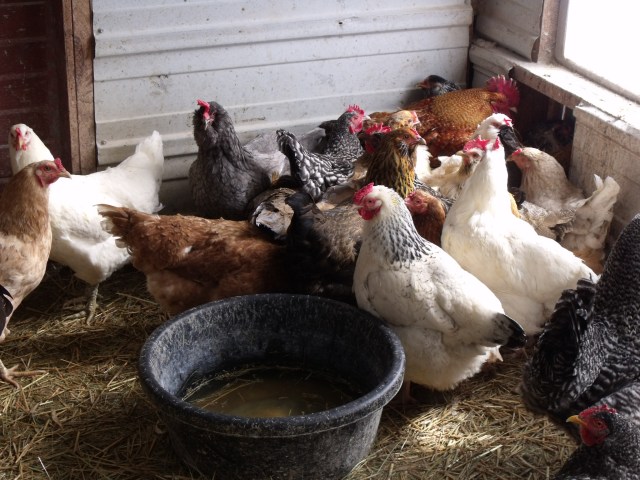 Happy hens, clean chicken house.
