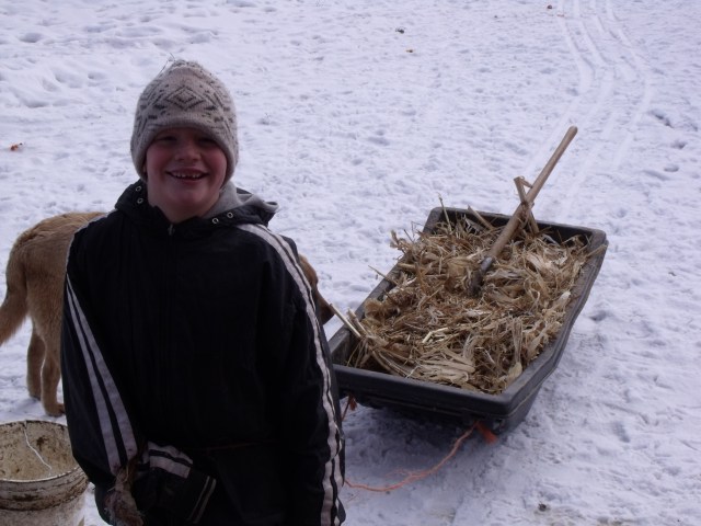 Mario hauls some corn stalks for the chicken house we were pitching out.