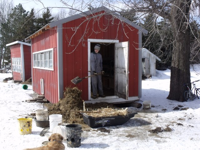 Caleb pitching out the hen house.