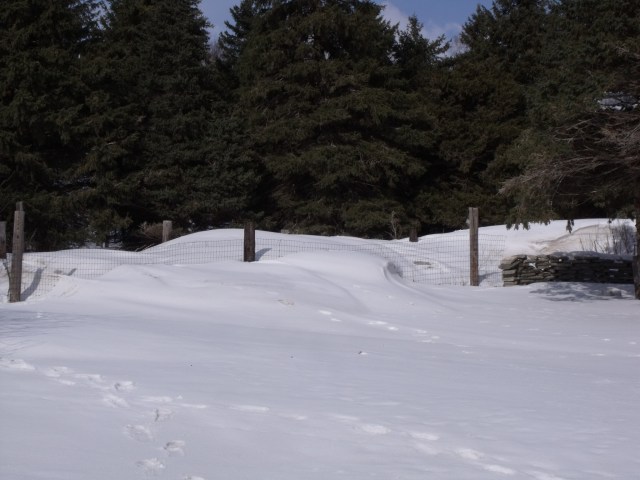 My snow covered asparagus garden.