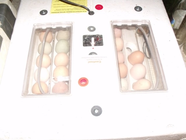 One of two incubators in basement. This one holds 41 eggs. 