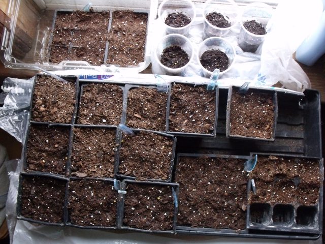 Seeds were started in the south window.