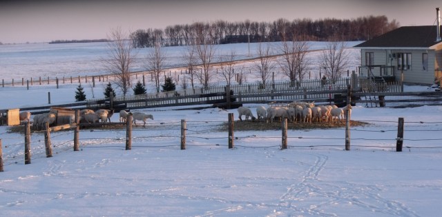 Sheep outside after being sheared.