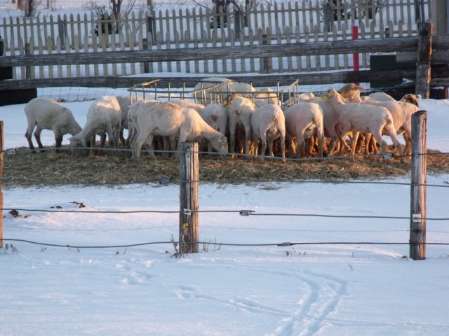 Out at the hay feeders