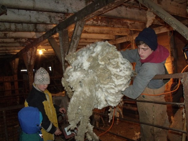 Caleb tosses wool into the packer.
