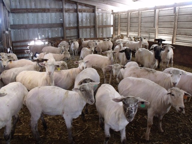 Beautiful are they not? They shivered at first but then became accustomed to the loss of wool:)