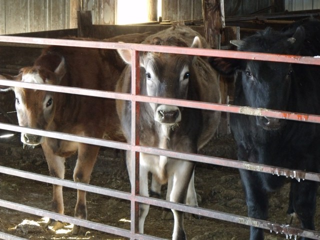 The beef seem to be saying, "glad it's them and not us", as they look on.