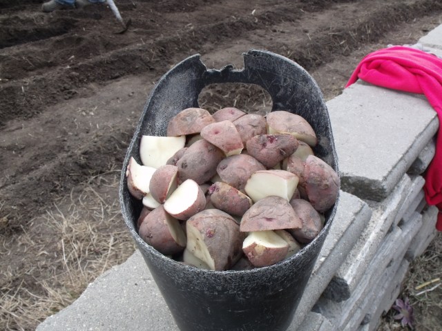 Potatoe seed ready to be planted.  I learned to plant these 28 years ago when Fred taught me how!