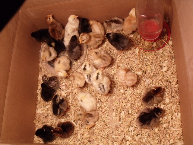 Marisa hatched 56 cicks so far, this being one of two boxes.  More eggs are being saved for another hatch.