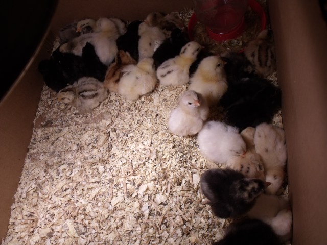 More of the cute little Easter chicks.