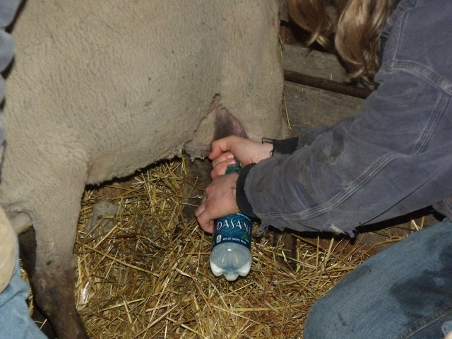 This ewe had to be milked until her twins learned how to drink from her.