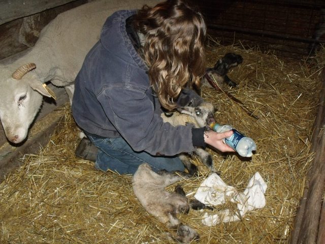 Feeding the triplets because the ewe was a bad mother.  They now know how to drink on their own and she accidently laid on one of them.