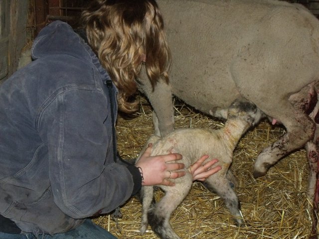 Silvana patiently teaches a lamb how to drink.  