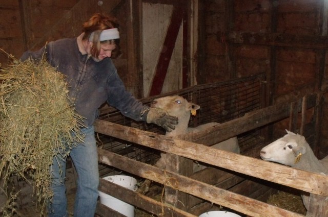 The ewes are fed top quality and very expensive alfalfa hay.
