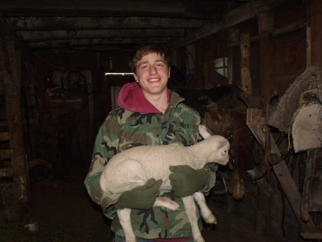 Caleb moving one of our oldest bottle lambs.