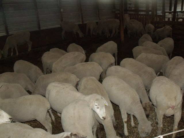 Bred ewes are fed in the barn when we want to check them over.