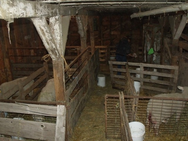 View of part of the maternity ward in the barn.  Dry and draft free, extremely important.