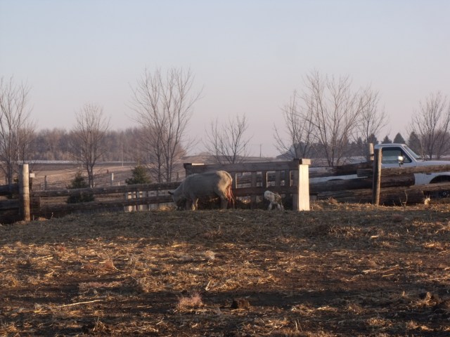 This ewe having just given birth has to be moved into the barn.