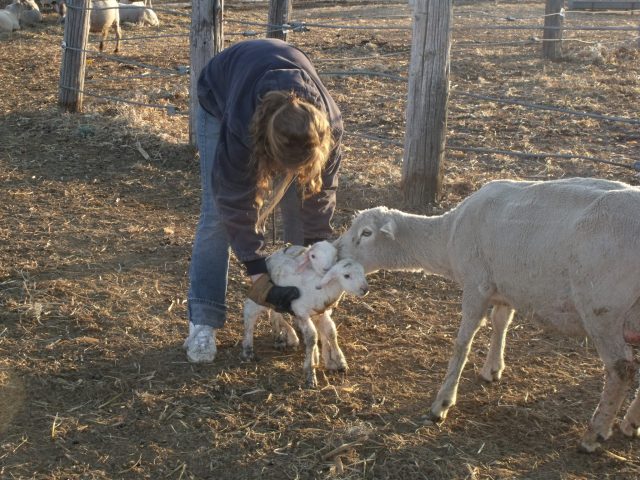 Maggie leads the mother into our barn by carrying the babies.