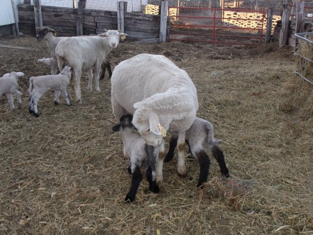 This is the pen that the babies and mother's move to after they leave the maternity ward.  The next step is the feed lot/pasture.