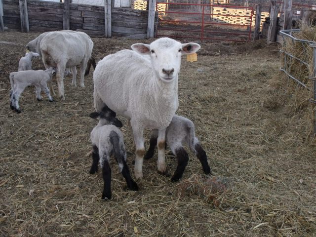 The joys of motherhood.  This one is a good mother!