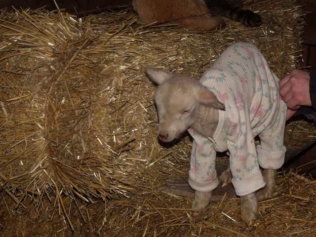 Tender loving care helped to keep this tiny triplet lamb alive.