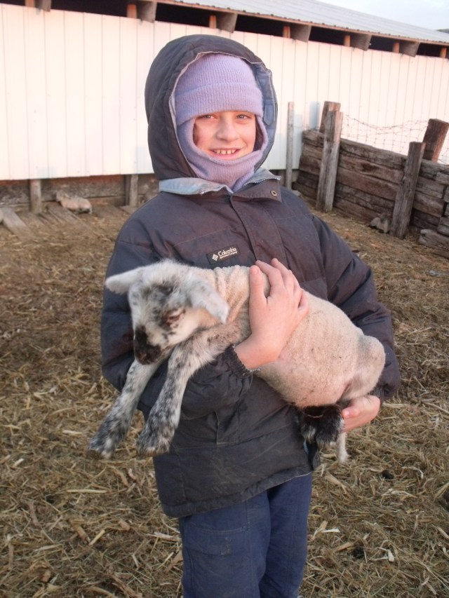 Isabella Angel mothering one of the 6 bottle lambs.
