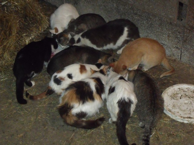 Mouse control having breakfast, fresh milk.