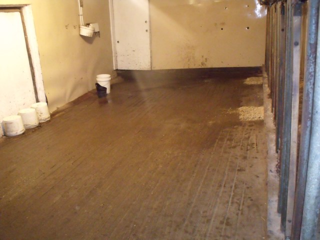 The milking parlor after chores, made ready for the morning's milking.  Wood chips are set in place for the cows front hooves.