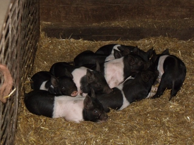 Nice pack of piglets staying warm.