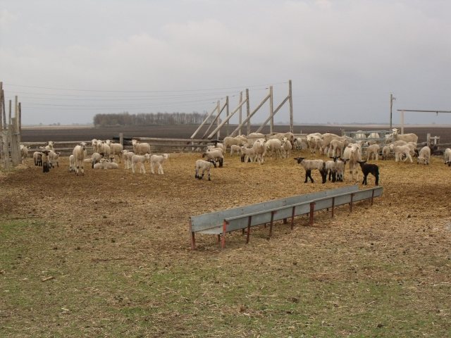 Part of our lamb and sheep herd.