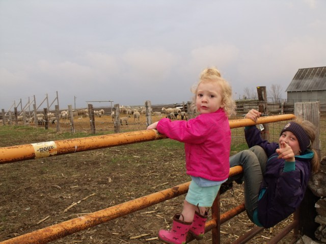 Kallie Jo was hanging out with us last evening and is caught here climbing fences with her Aunt.......Bella!