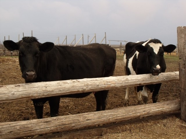 Our source of milk, butter, cream, ice cream, cheese and yogurt and many a good sauce or soup for our meals.