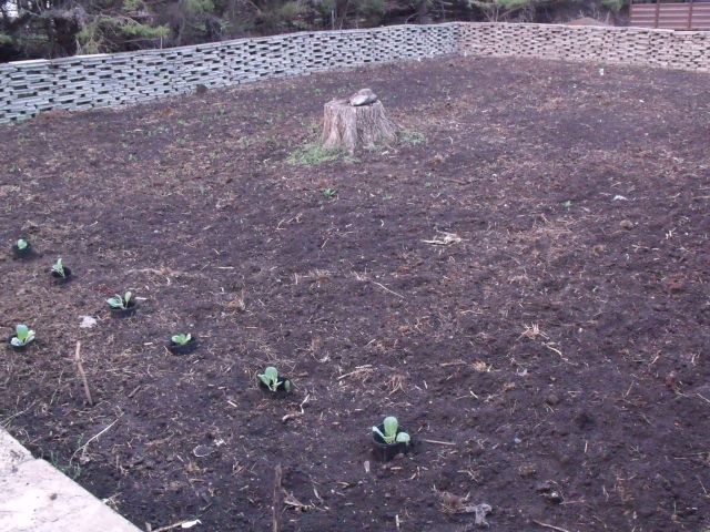 Our second garden is planted with everything else that is able to be planted before the safe frost date.