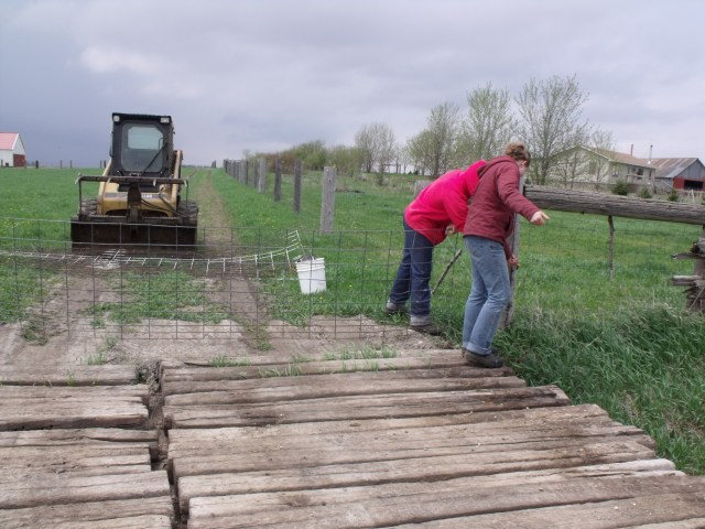 The girls getting the fence ready for the next paddock.