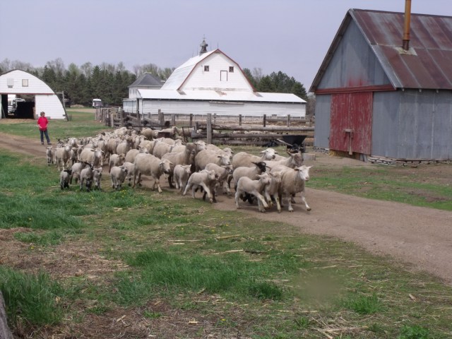 First one to the pasture wins!  